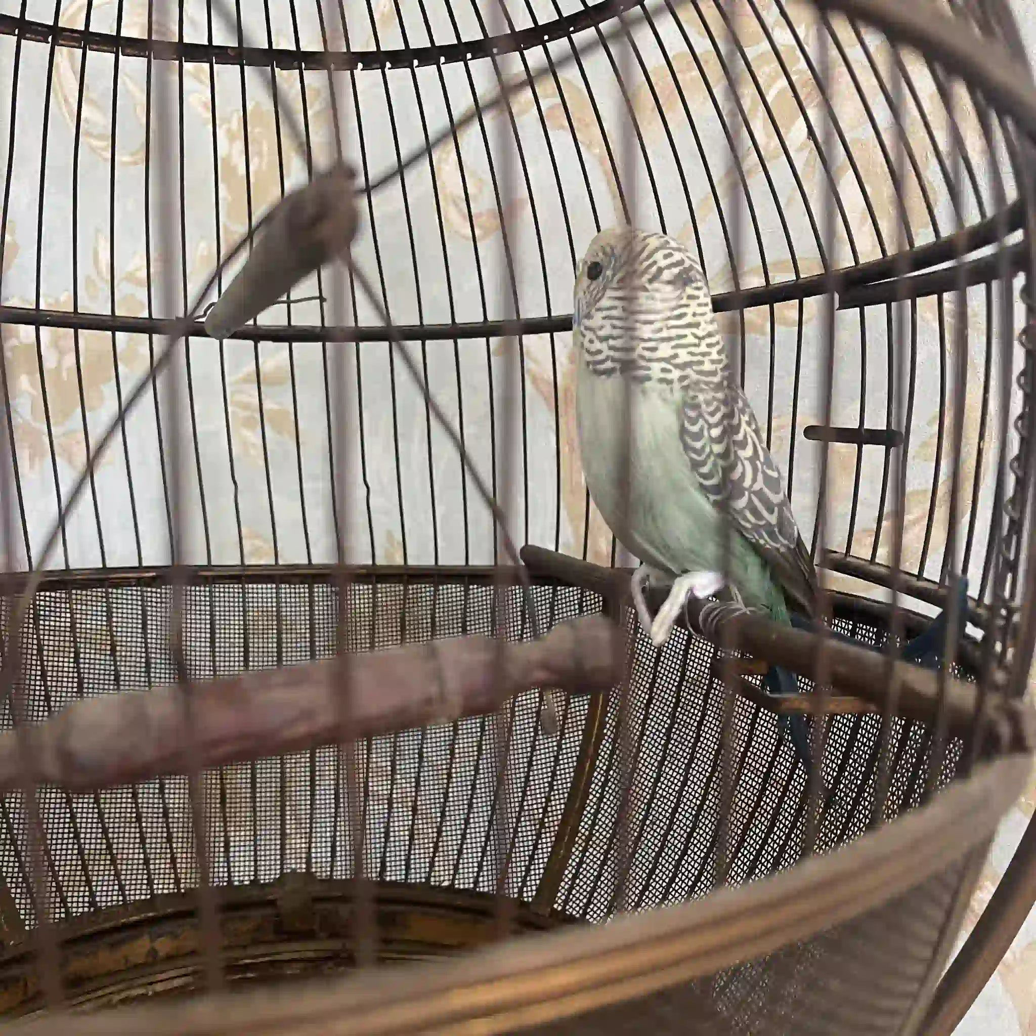 【アンティーク】 鳥カゴ /
/ 20世紀初頭(推定) / 真鍮 / イギリス / イギリス直輸入