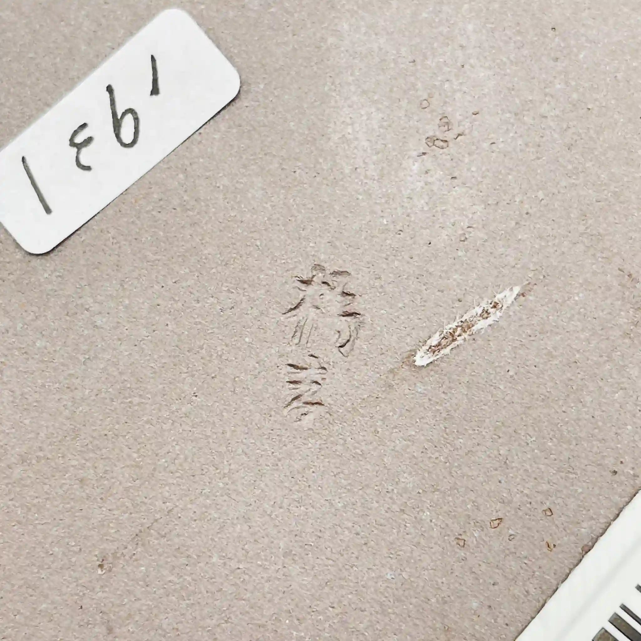 【リユース】 陶器皿 / たち吉 / 未使用,箱あり / 箱付き