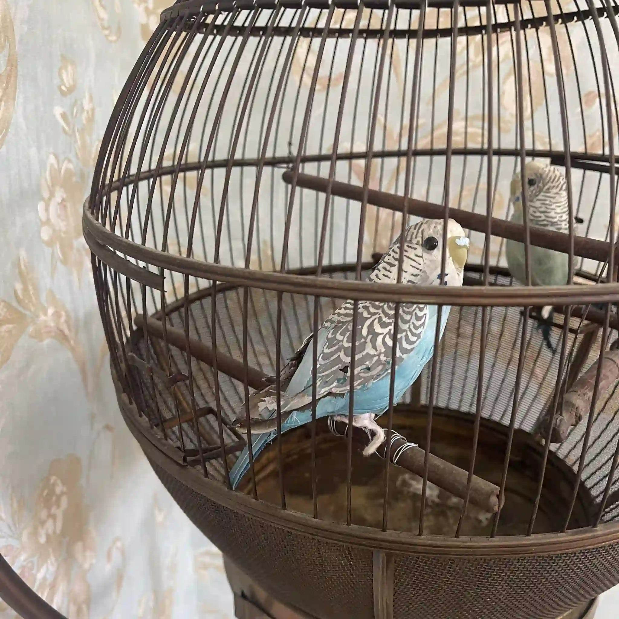 【アンティーク】 鳥カゴ / 
 / 20世紀初頭（推定） / 真鍮 / イギリス / イギリス直輸入